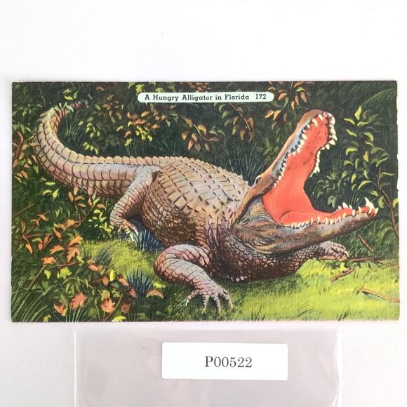 A Hungry Alligator in Florida 1940s Linen Postcard FL 1946 PC St Augustine - Picture 1 of 2